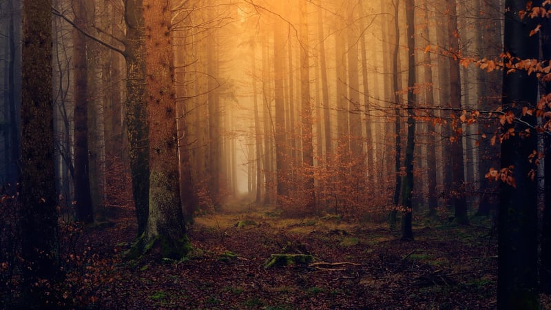 Magical Forest Retreats