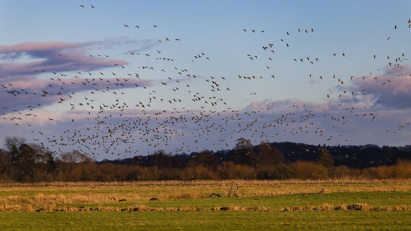 Phoenix Migration Watching